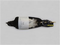 藏品(喜鵲)的圖片